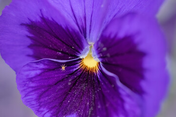 macro photo of a purple pansies flower with a micro spider. selective focus