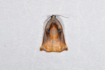 アトキハマキ（北海道・知床）
