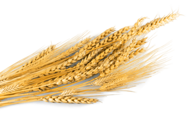 Wheat ears isolated on white background