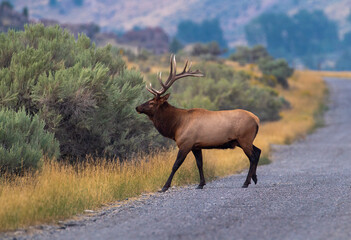 Bull Elk