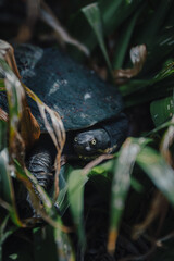 Naklejka premium turtle in a bush