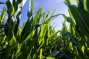 Green corn illuminated by sunlight