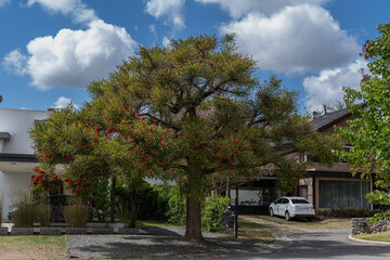 closeup of for de ceibo argentina national flower