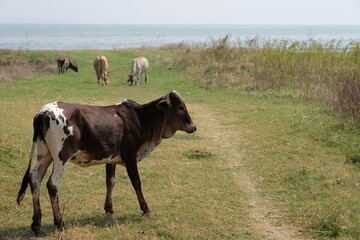 Cow in meadow