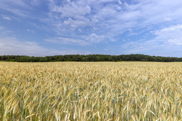 Agricultural wheat field with unripe wheat