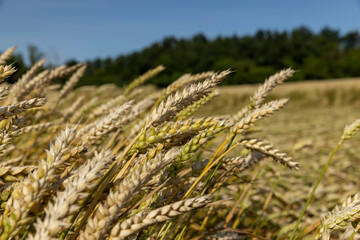 An agricultural field where wheat is grown