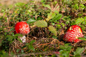 Red poisonous fly agaric in the forest