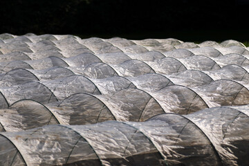 Cheesecloth stretched to protect seedlings from pests and cold, shinning under the warm afternoon...