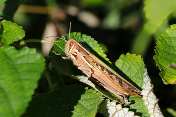 Tuchiinago (Patanga japonica) grasshopper, hidin in a bush. Close up macro photography.
