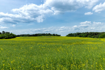 Yellow-flowering rapeseed in the summer