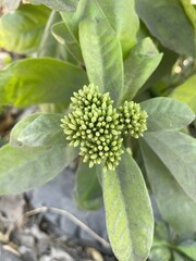 bud ixora flower in nature garden