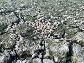 dead shell on the ground