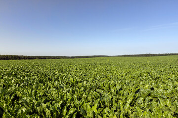 Fototapeta na wymiar Growing beets in an agricultural field