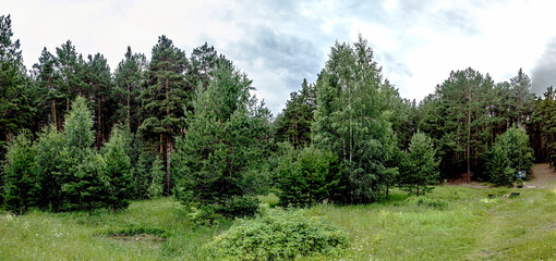 beautiful mixed forest in the southern Urals