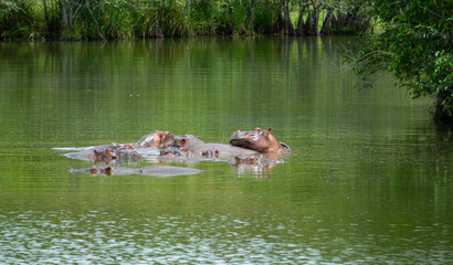Herd of Hippopotamuses in Colombia