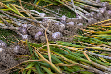 Naklejka na ściany i meble Harvested garlic on the grass while drying in the sun
