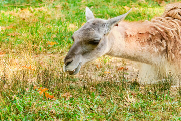 guanaco resting in the field