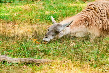 guanaco resting in the field