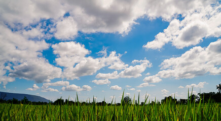 Green Rice Field with Mountains Background under Blue Sky, Panorama view rice field.