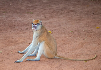 Patas monkey