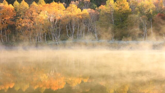 autumn forest in the morning