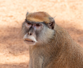 Patas monkey