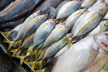 Sea fish food sell in fishery market various fish