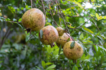 Tropical Fruit Plant Hybrid Dwarf Pomegranate Fruit Tree Punica Granatum Plant