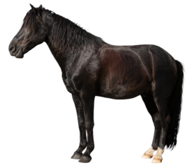 Beautiful brown horse on white background