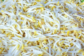 White bean sprouts stacked together in large numbers.