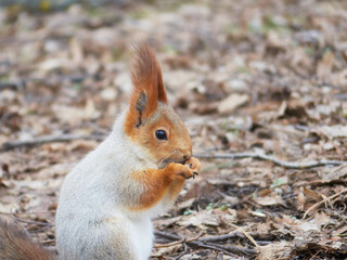 The squirrel gnaws seeds.