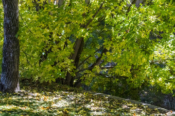 The Park Near the River