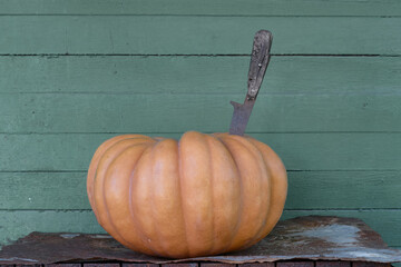 An old rusty knife sticks out in a pumpkin. Gray background from boards. A vegetable stands on a rusty iron sheet. Selective focus.