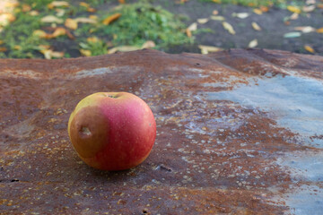 A rotten red apple lies on a rusty one on an iron sheet.