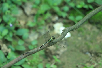 Dragonflies perching on leaves. dragonfly in nature. Dragonflies in natural habitats. Beautiful natural scenery with dragonflies.