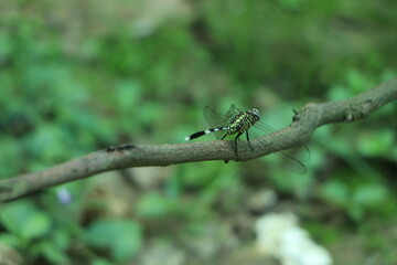 Yellow and green dragonfly over green background