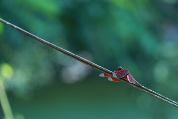 Ruddy Darter Dragonfly perched on stalk