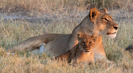 African lioness and cub isolated in the early morning sun on the African plain