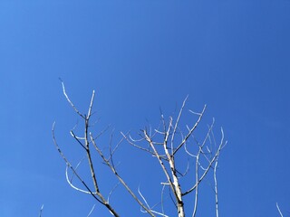 dry tree branches on a blue sky background