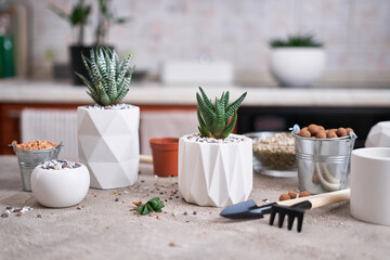Potted Succulent haworthia Plant in White ceramic Pot