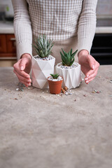 Potted Succulent haworthia Plant in White ceramic Pot