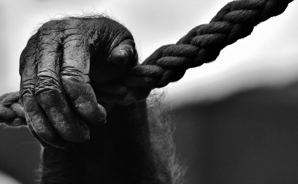 Hands Tied With Rope