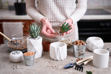 Woman holding Succulent haworthia Plant with roots ready for planting into White ceramic Pot