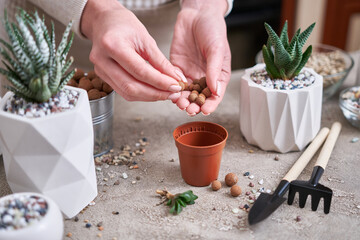 Woman putting expanded clay into brown plastic Pot for Succulent haworthia planting