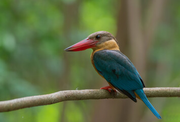 Birds with blue and yellow colors are beautiful in nature. kingfisher beak