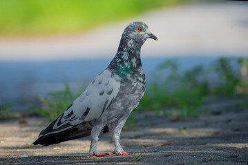 beautiful pigeons in nature