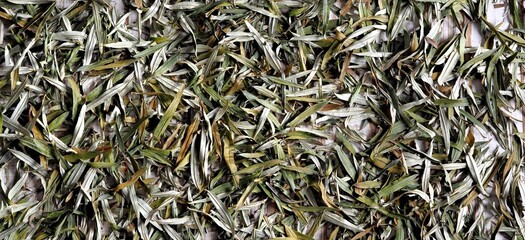 A bunch of dry sea buckthorn leaves prepared for medicinal tea. Autumn background and preparations of medicinal herbs for the future.