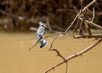 Pied kingfisher