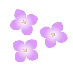 Illustration graphic of lilac. Perfect for banner, social media, etc.