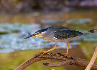 Striated heron